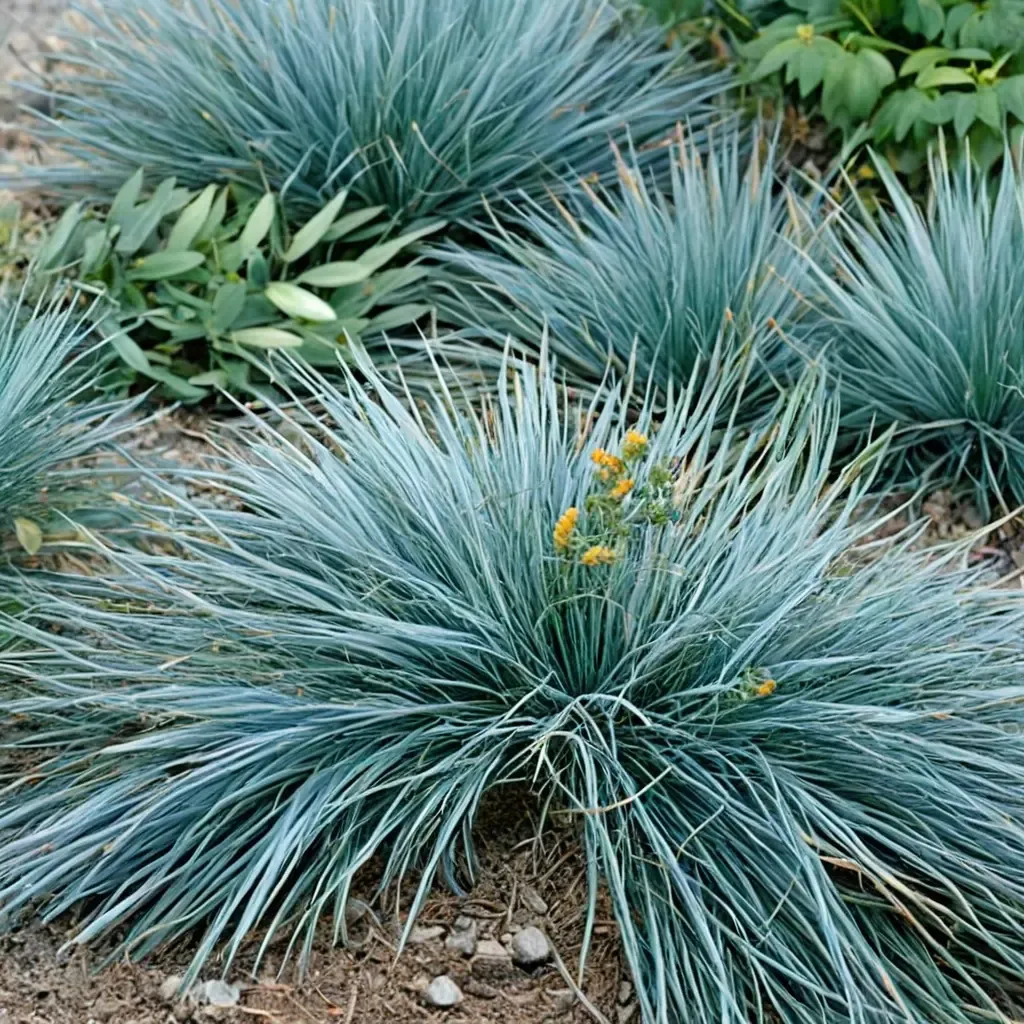 Blue Fox Fescue