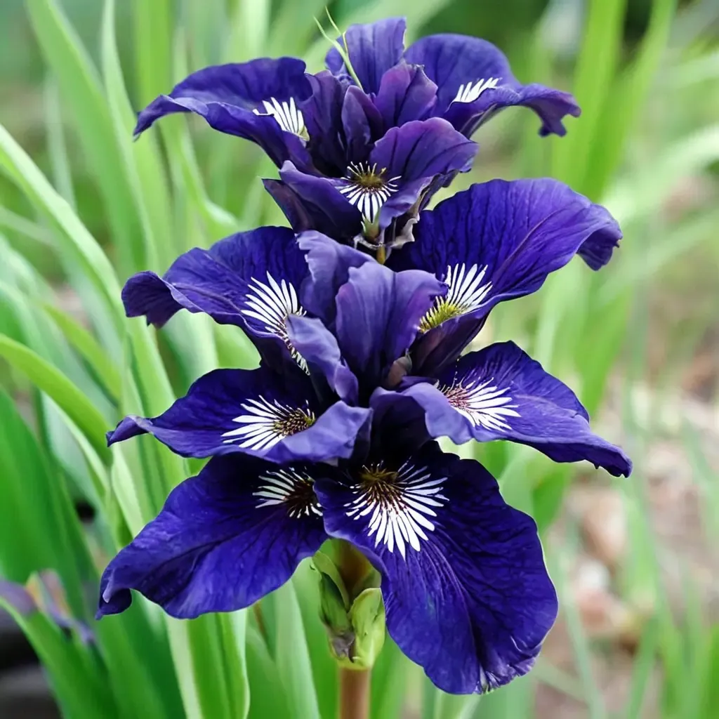 Siberian Iris 'Shirley Pope'