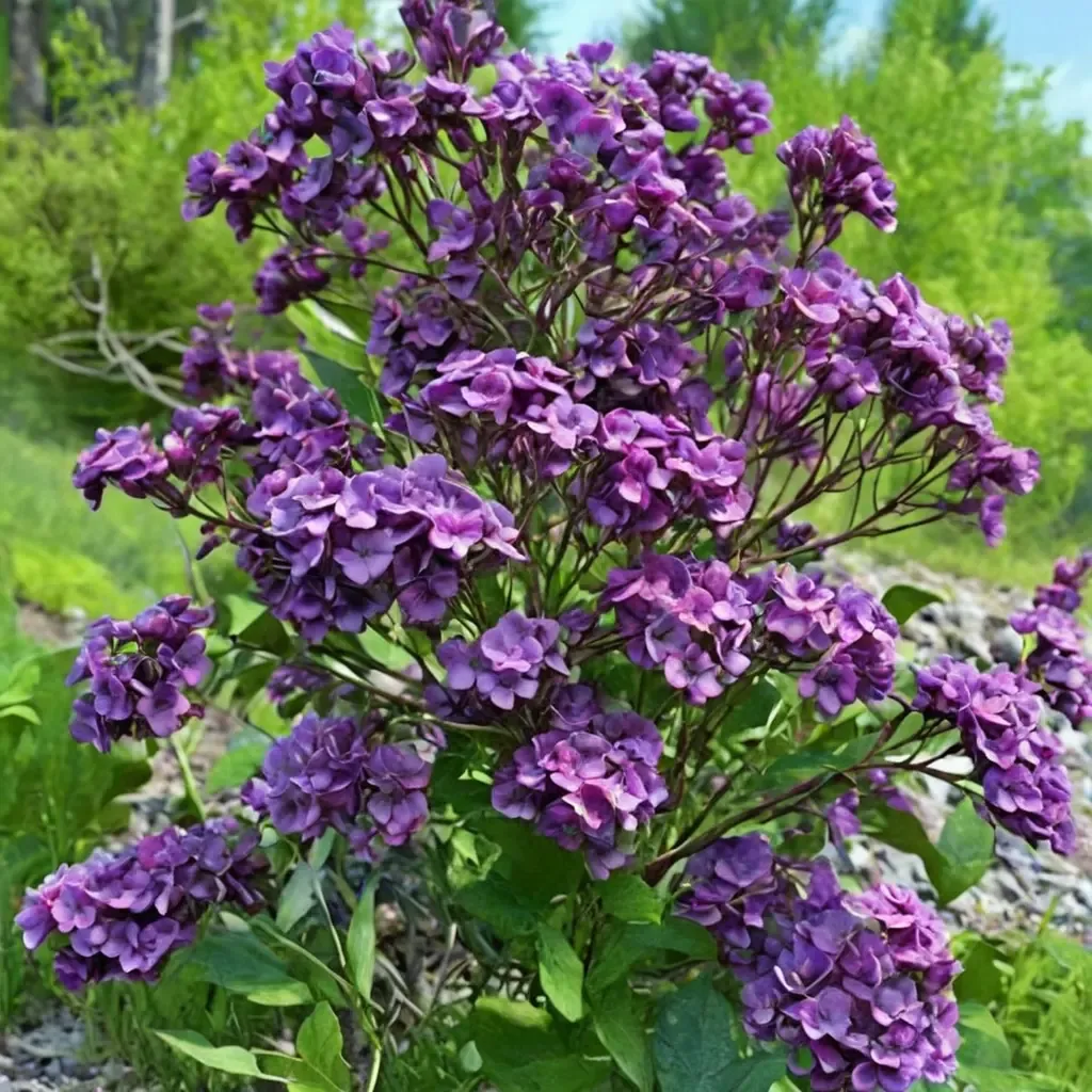 Yankee Doodle Lilac