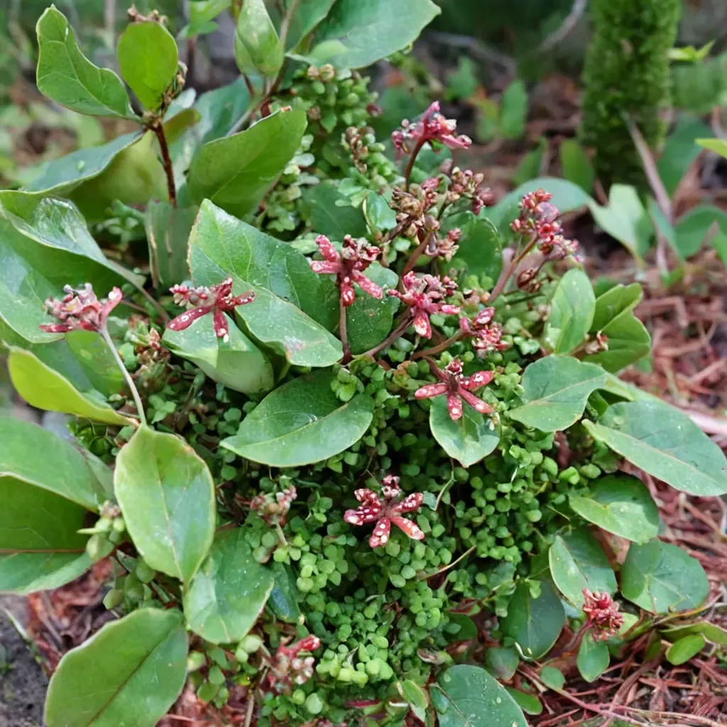 Evergreen Currant