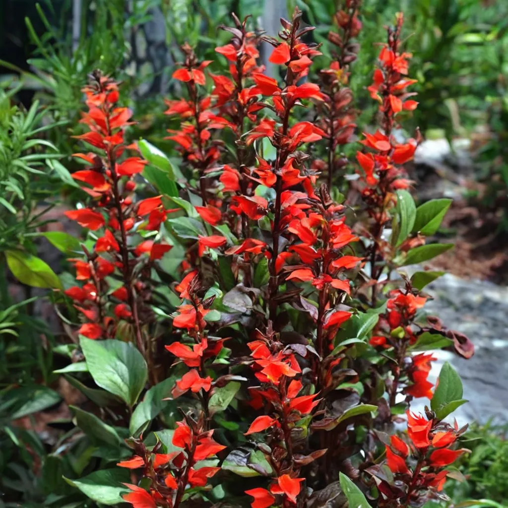 Fan Scarlet Lobelia