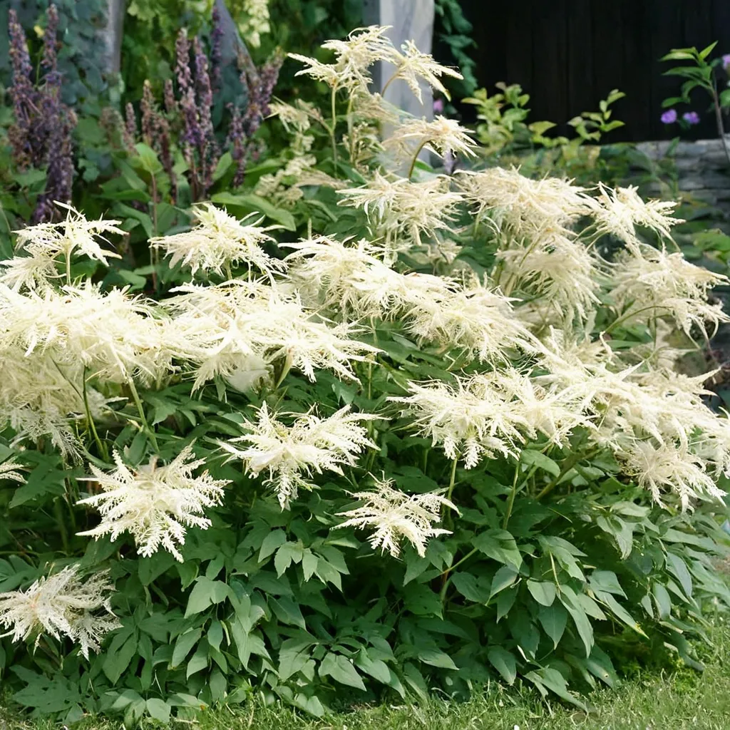 Goatsbeard