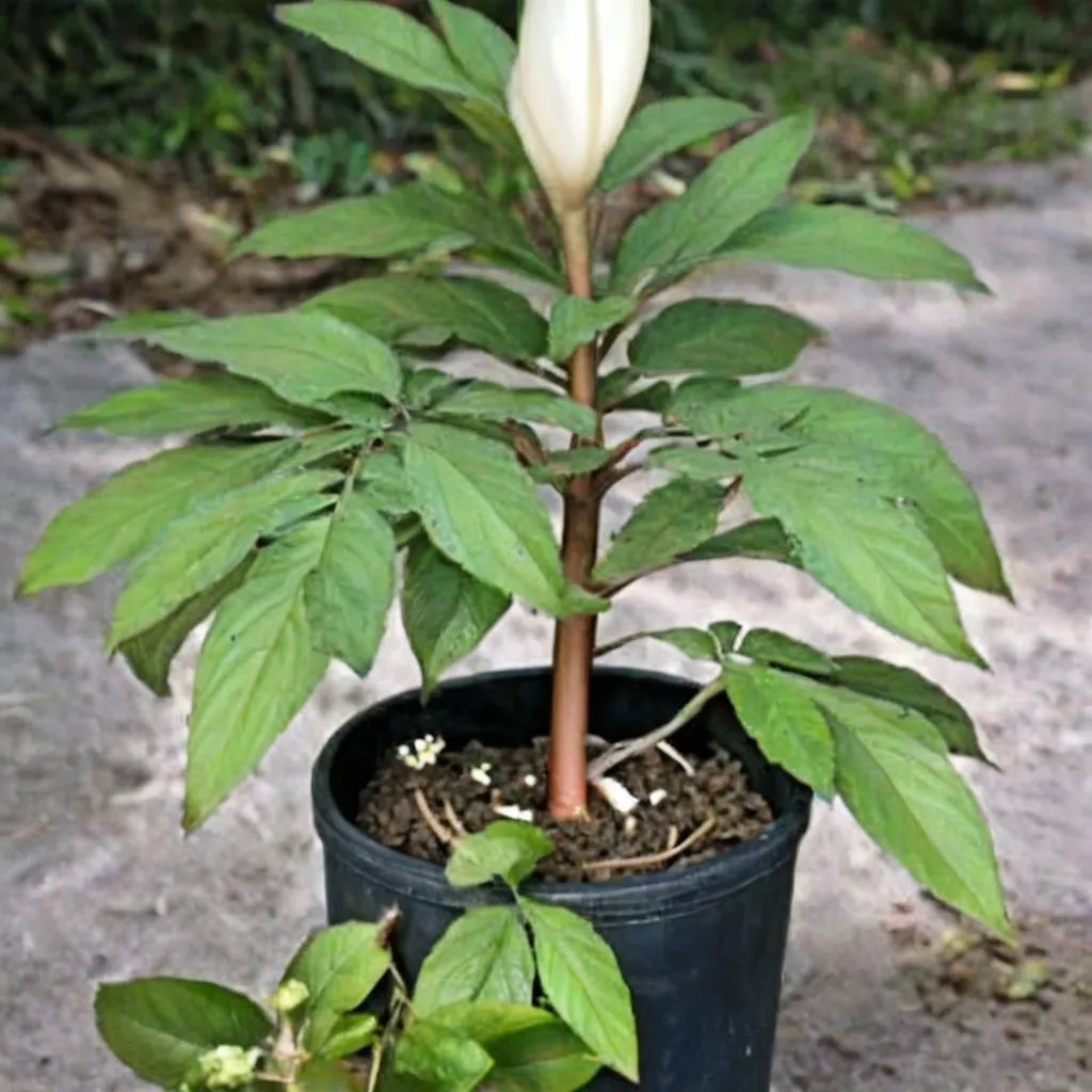 Ferruginous Voodoo Lily