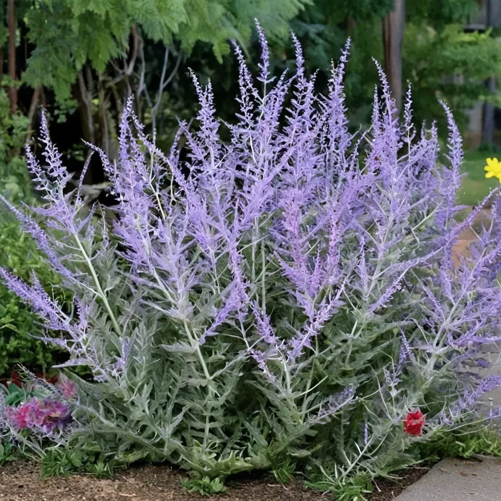 Little Spire Russian Sage