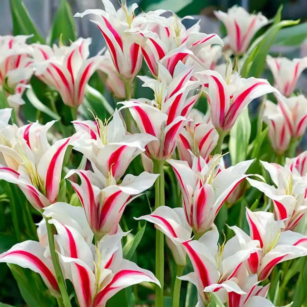 Marilyn Tulip