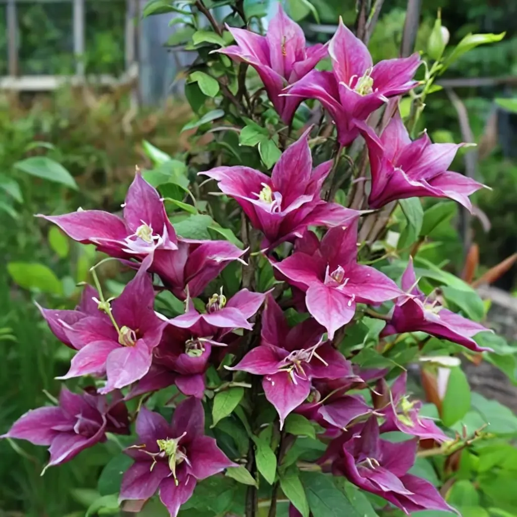 Fireflame Clematis