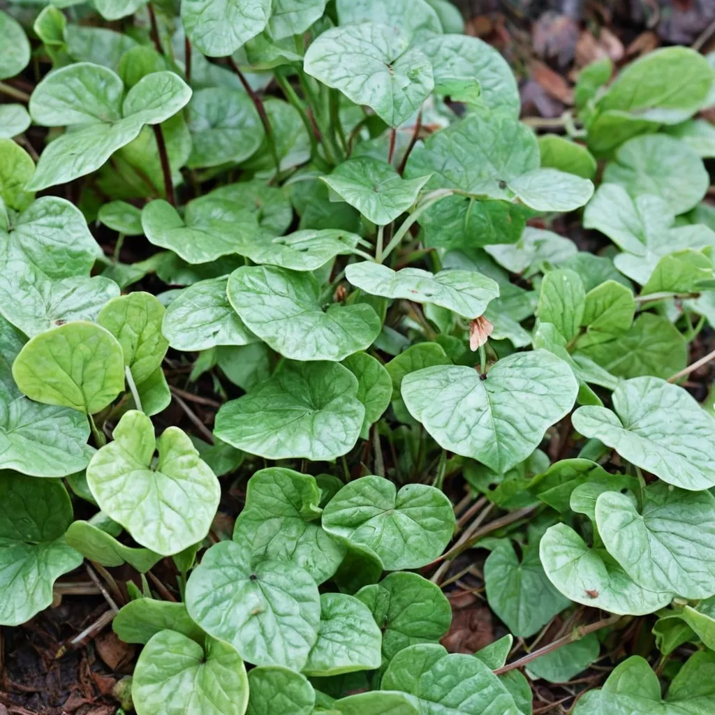 Caulescent wild ginger