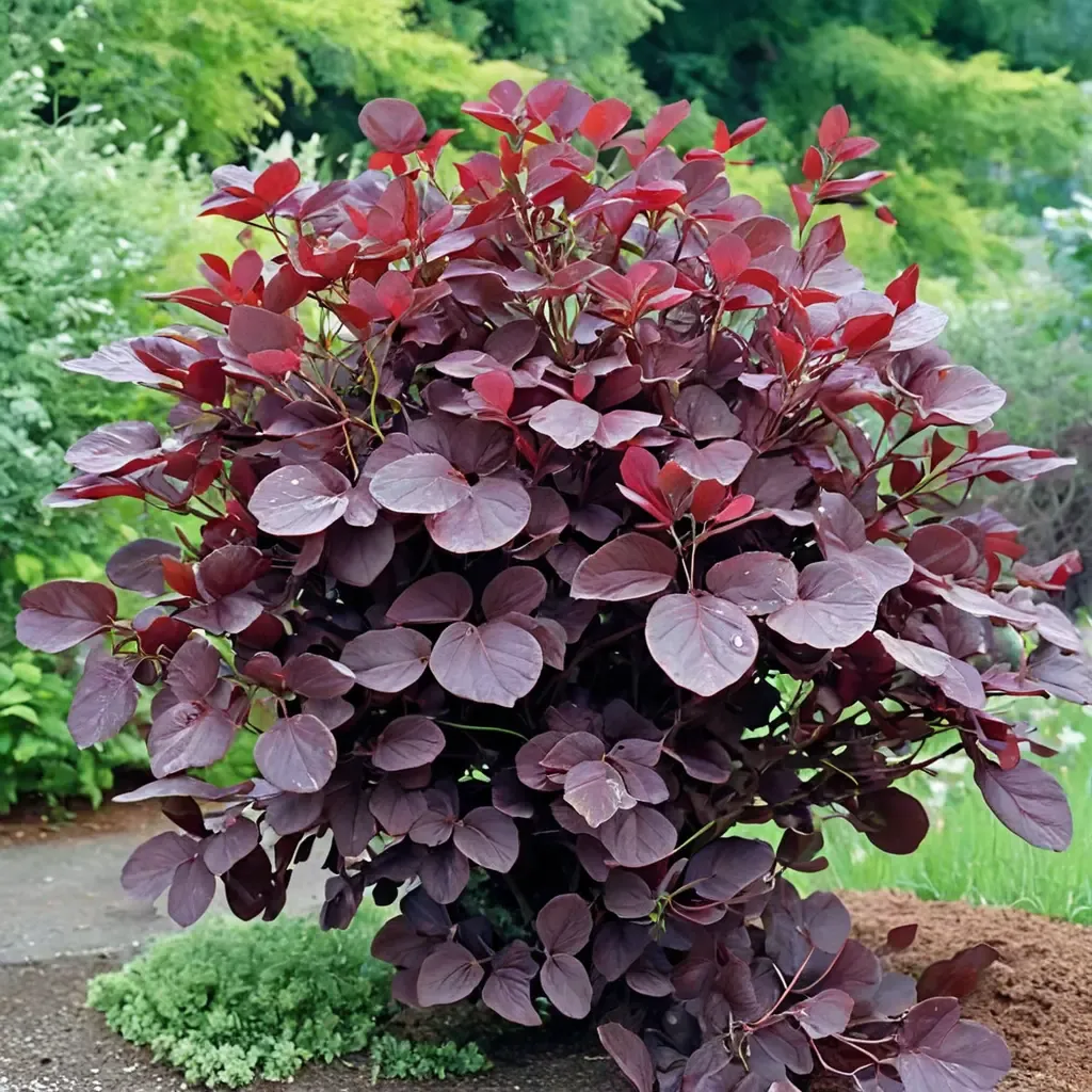 Royal Purple Smoke Tree