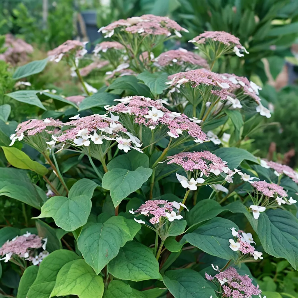 Invincibelle Lace Hydrangea