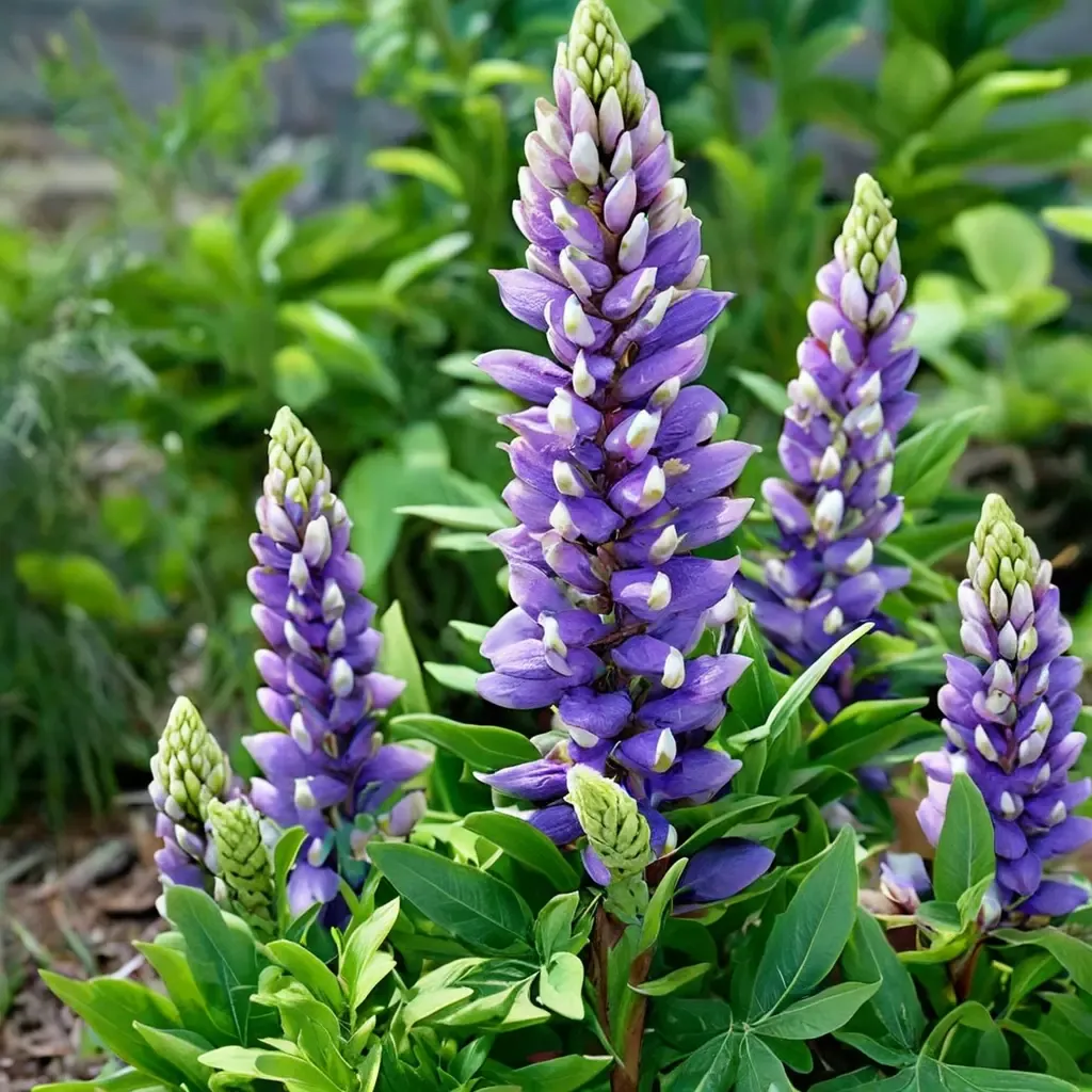 Gallery Blue Lupine