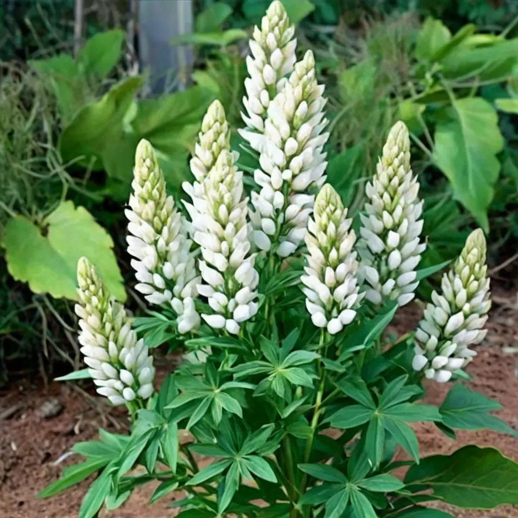 Gallery White Lupine