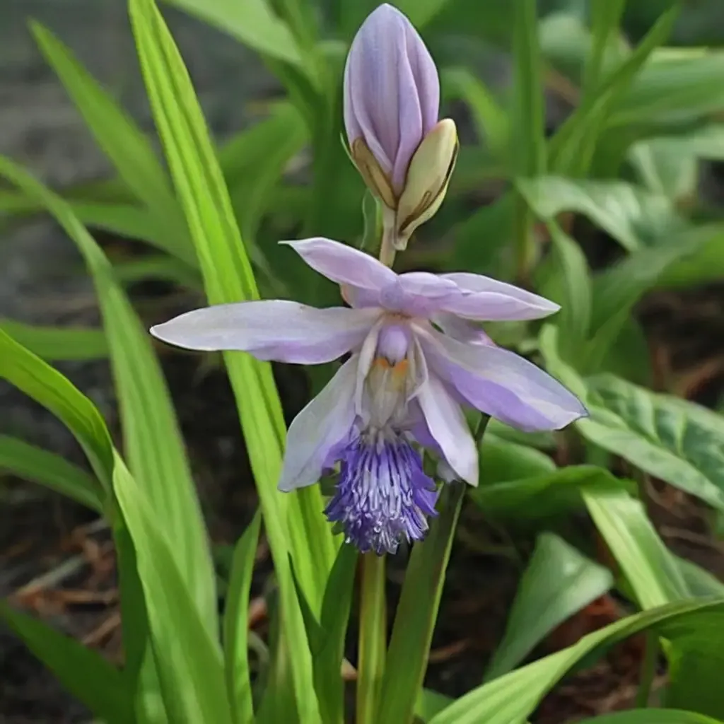 Murasaki Shikibu Chinese Ground Orchid