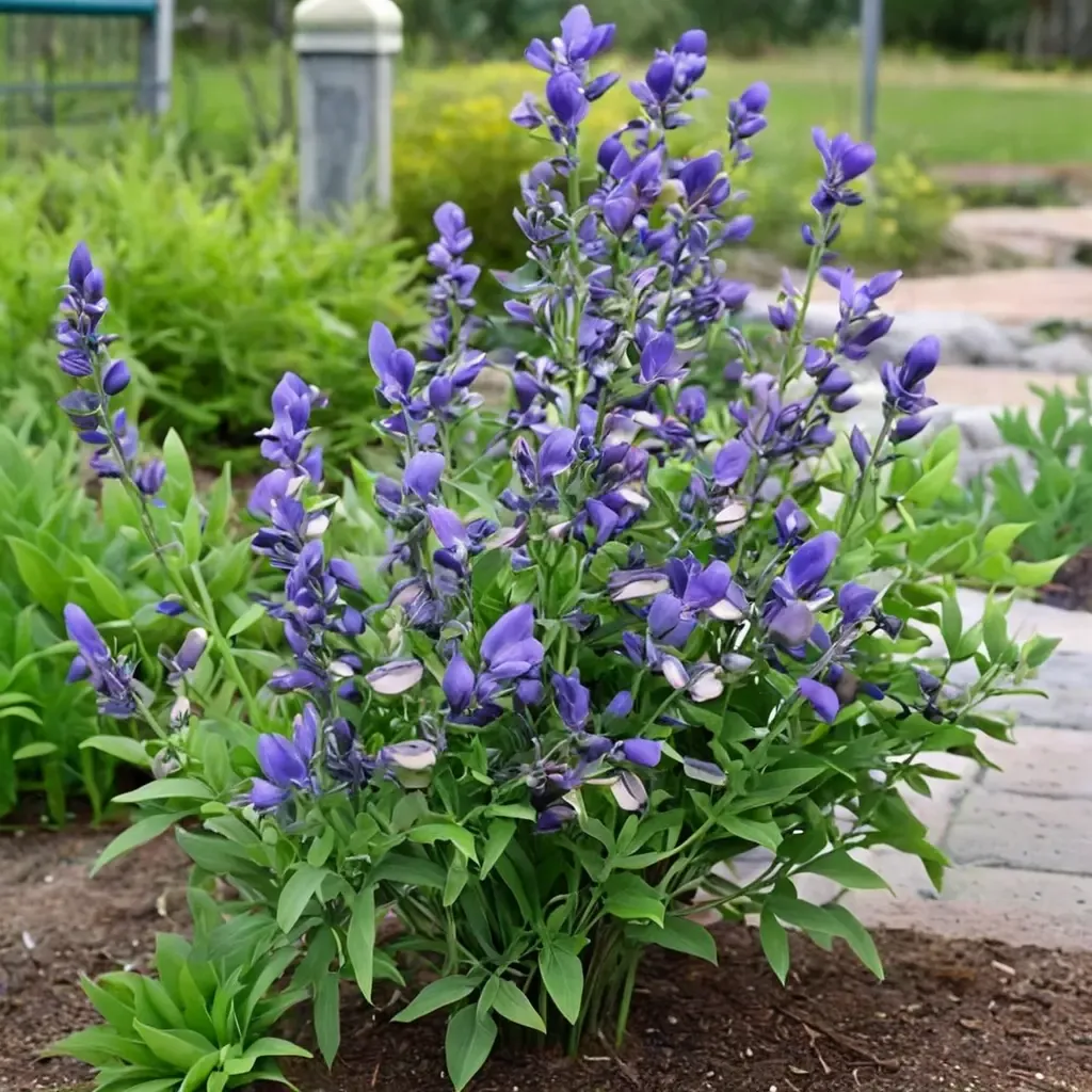 Blue Wild Indigo