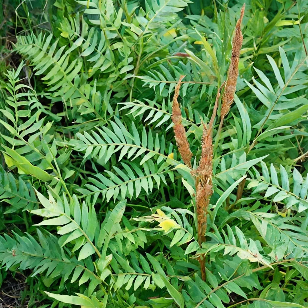 Royal Fern
