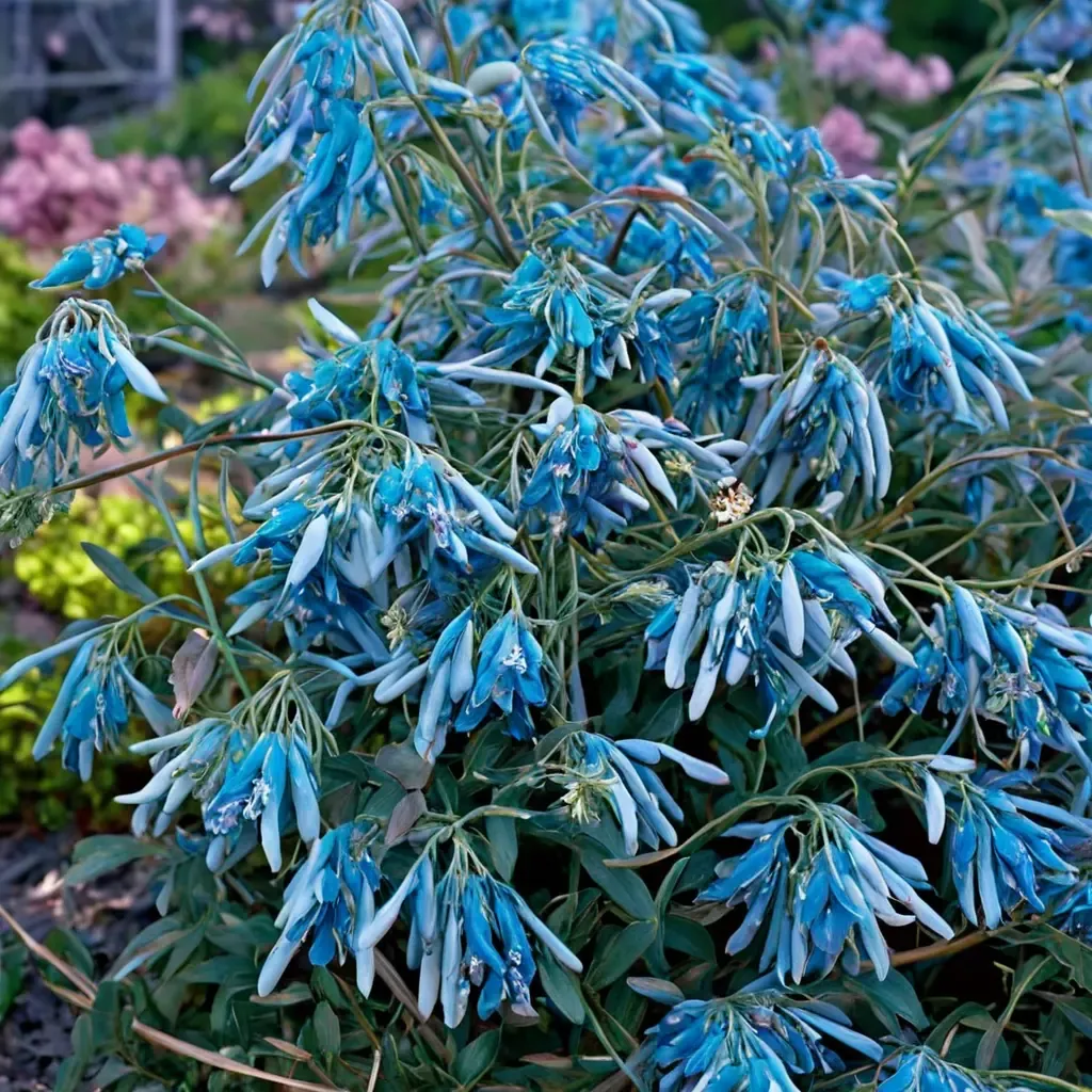 Blue Corydalis