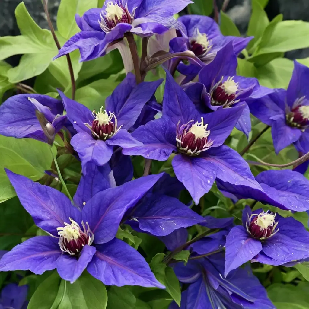 Clematis 'Vancouver Danielle'