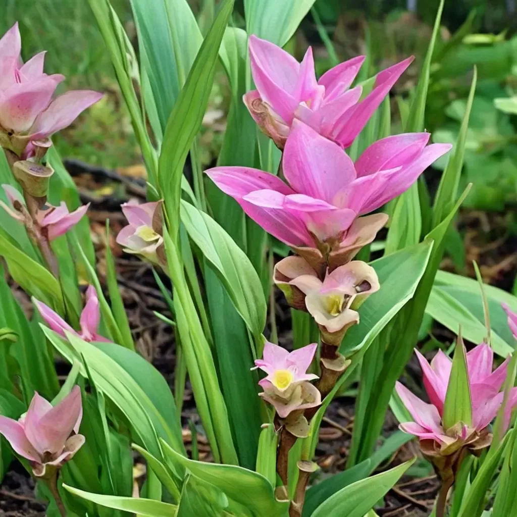 Siam Tulip 'Pink Wonder'