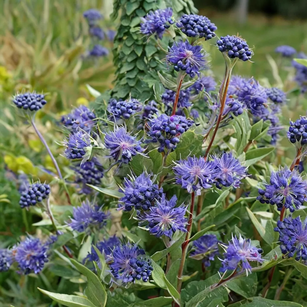 Blue Mist Caryopteris