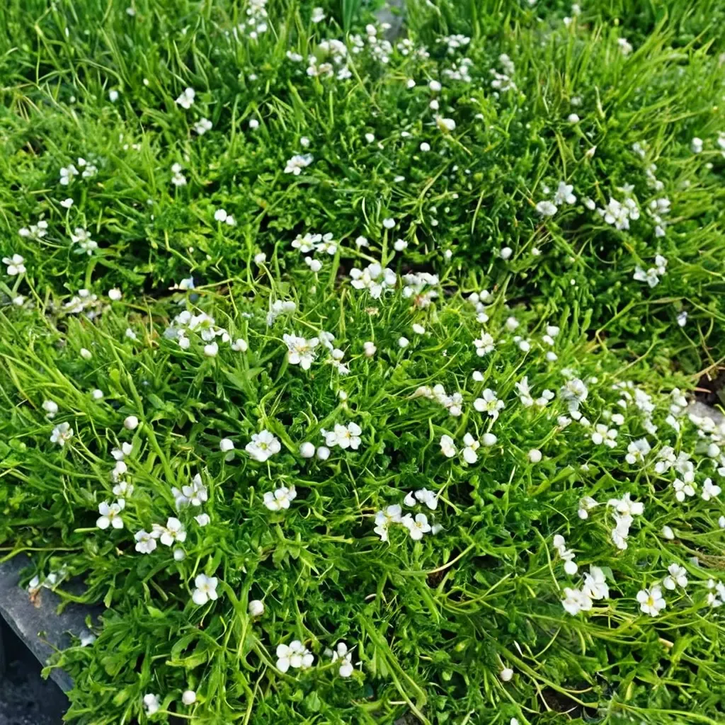 Irish Moss