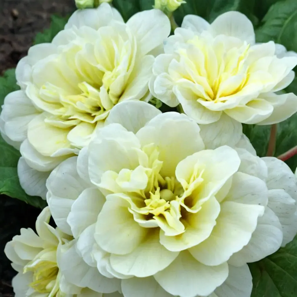 Belarina Cream Primrose