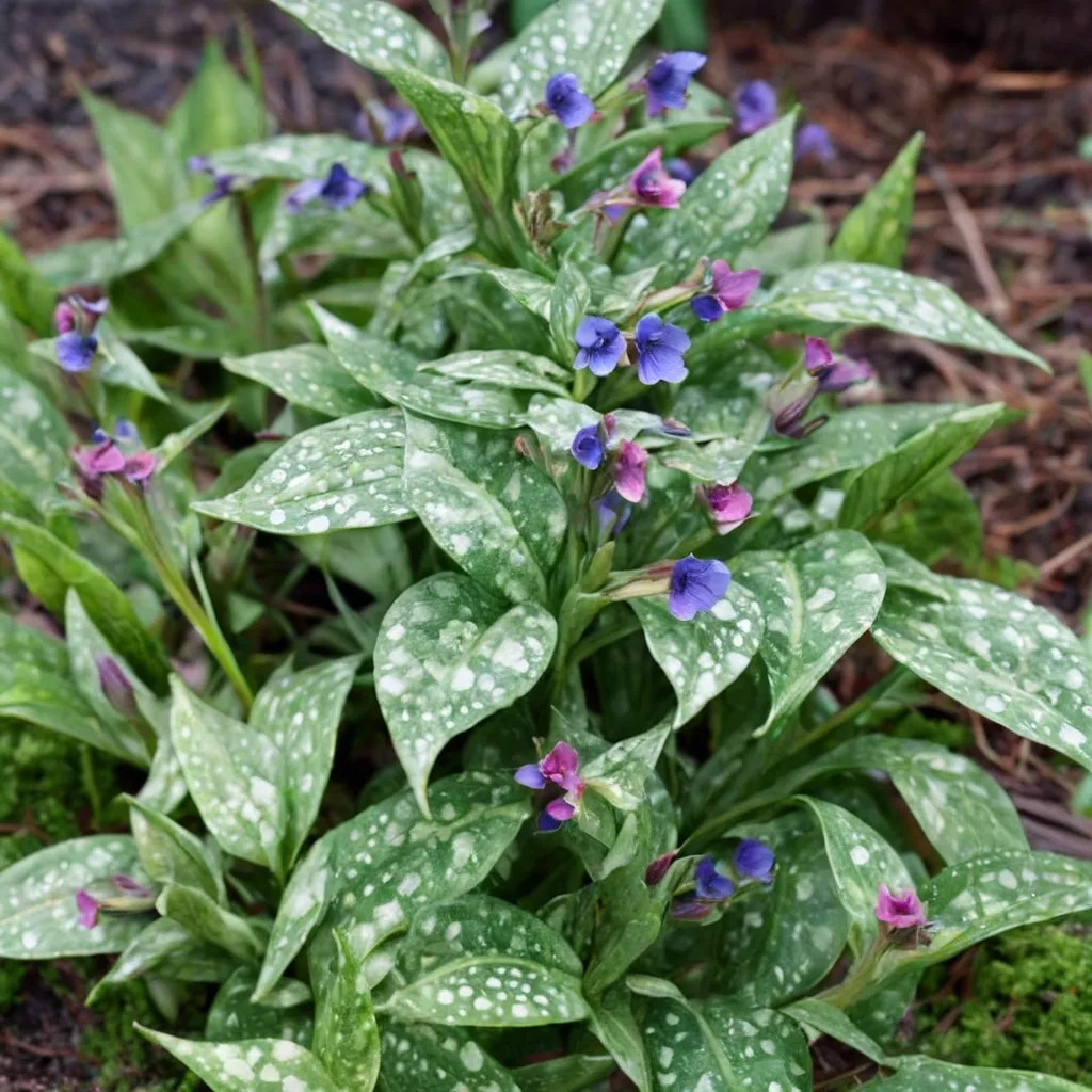 Janet Fisk Lungwort