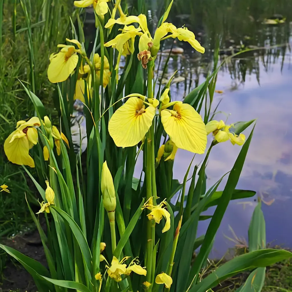 Yellow Flag Iris