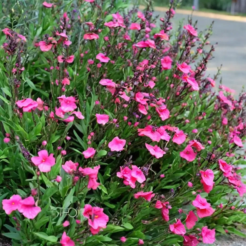 Pink Preference Autumn Sage