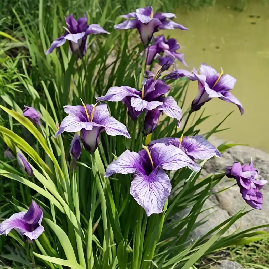 Japanese Iris