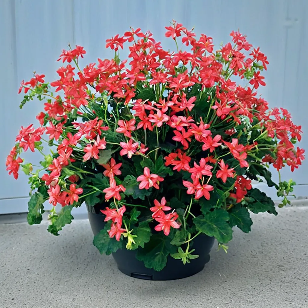 Ville de Paris Ivy-Leaved Geranium