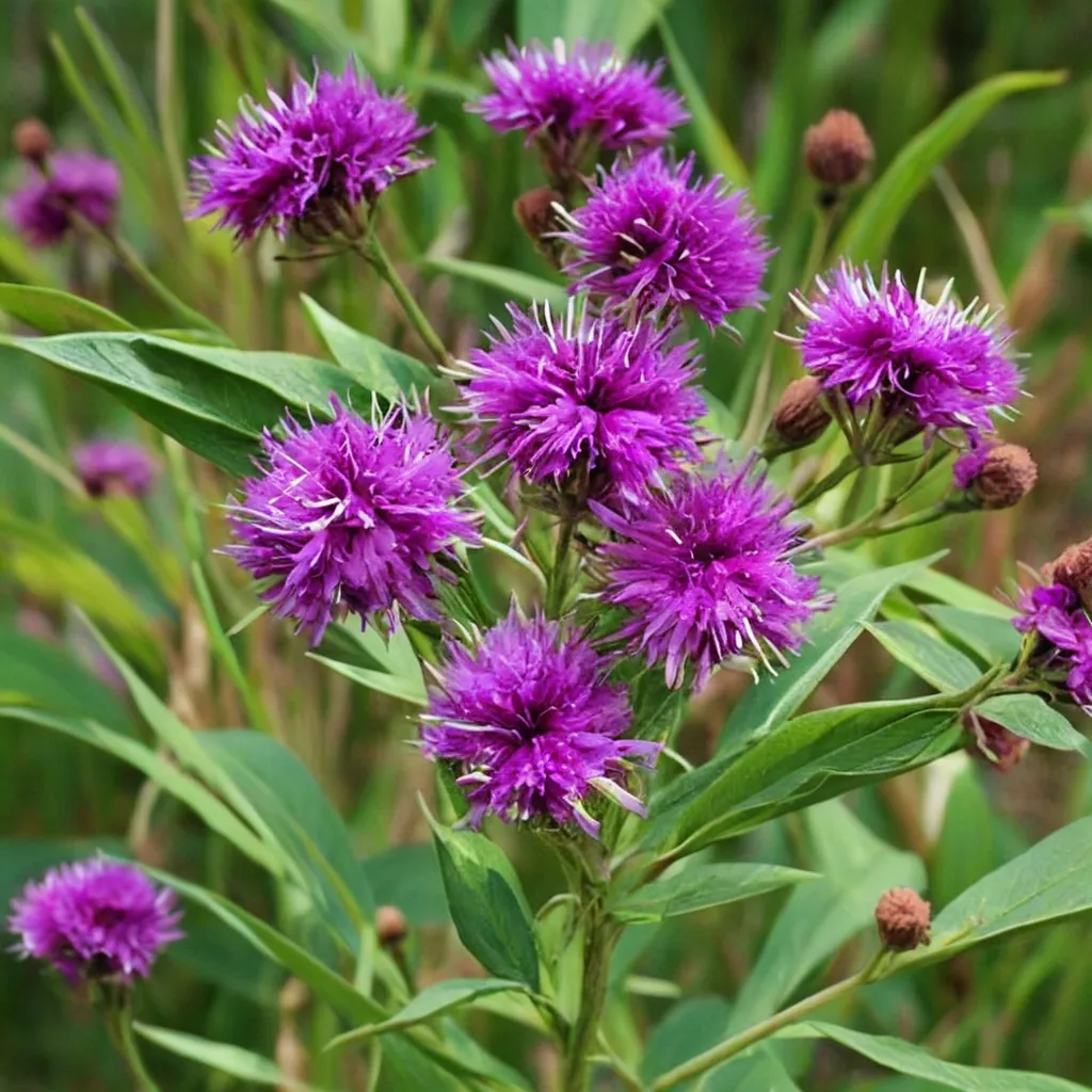 Arkansas Ironweed