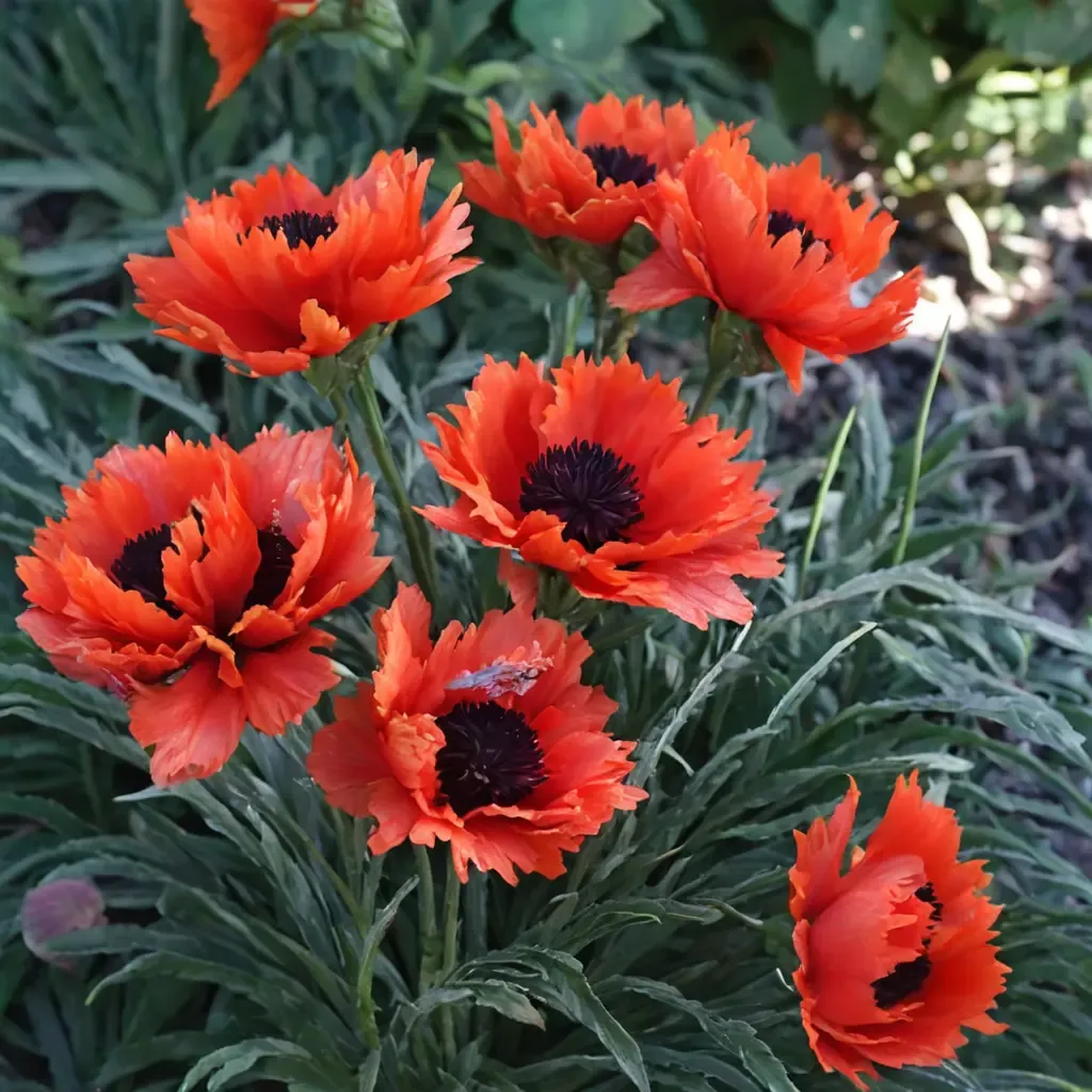 Turkenlouis Oriental Poppy