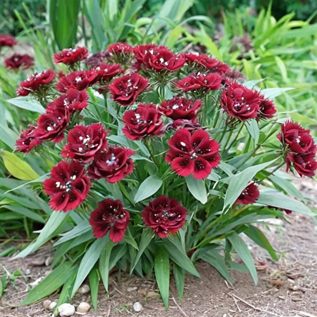 Sweet William Heart Attack