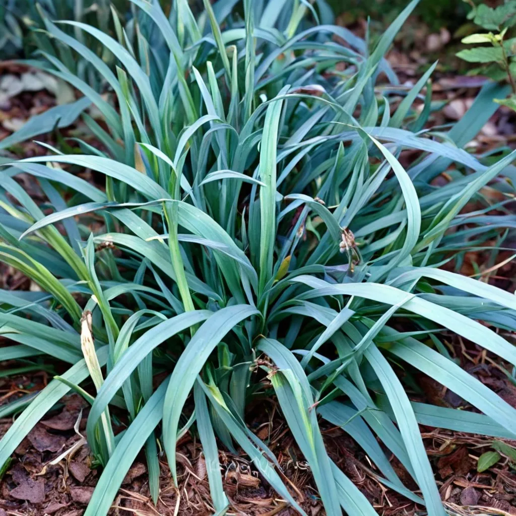 Blue Wood Sedge