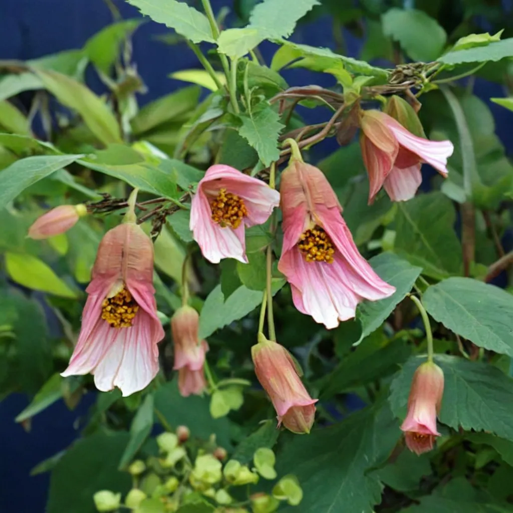 Pink Charm Abutilon