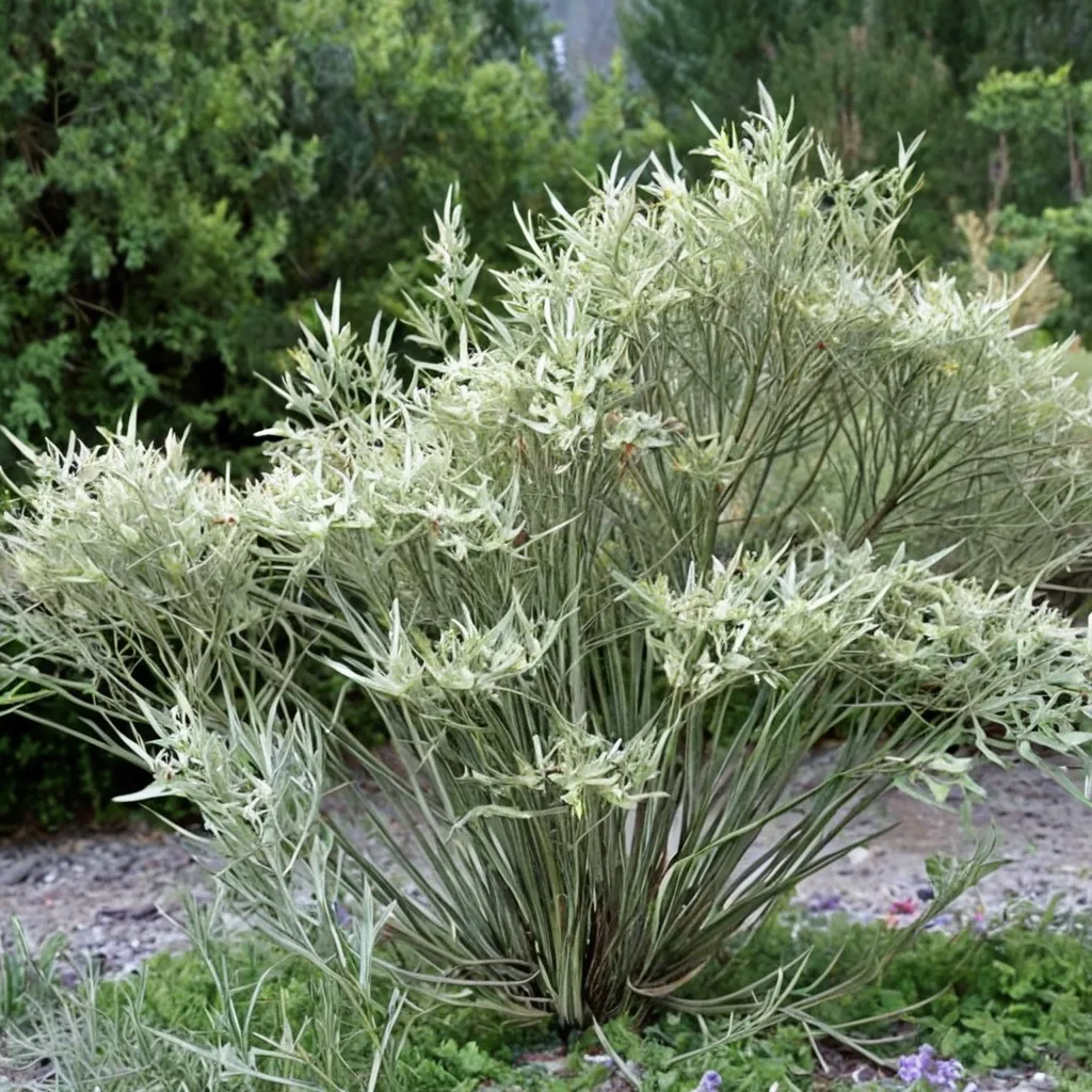 Rosemary Willow