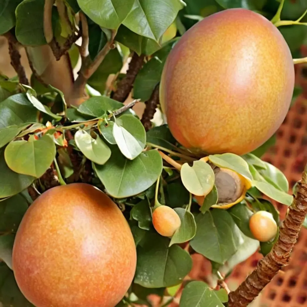 Katy Apricot