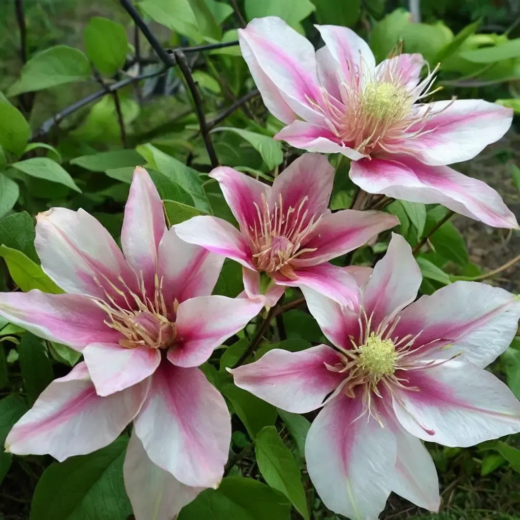 Maria Therese Clematis