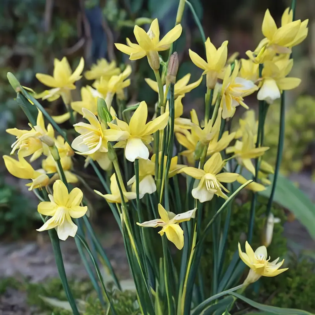 Hawera Daffodil