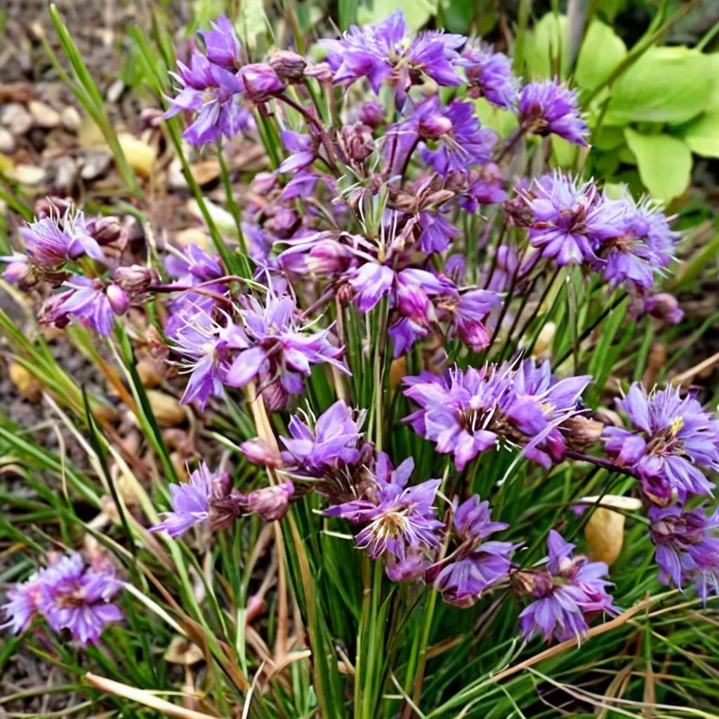 Thunberg's Onion Ozawa