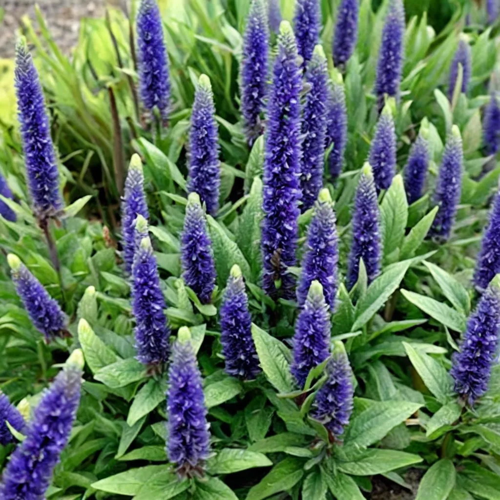 Royal Candles Spike Speedwell