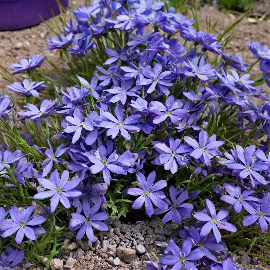 Creeping Phlox 'Violet Pinwheels'