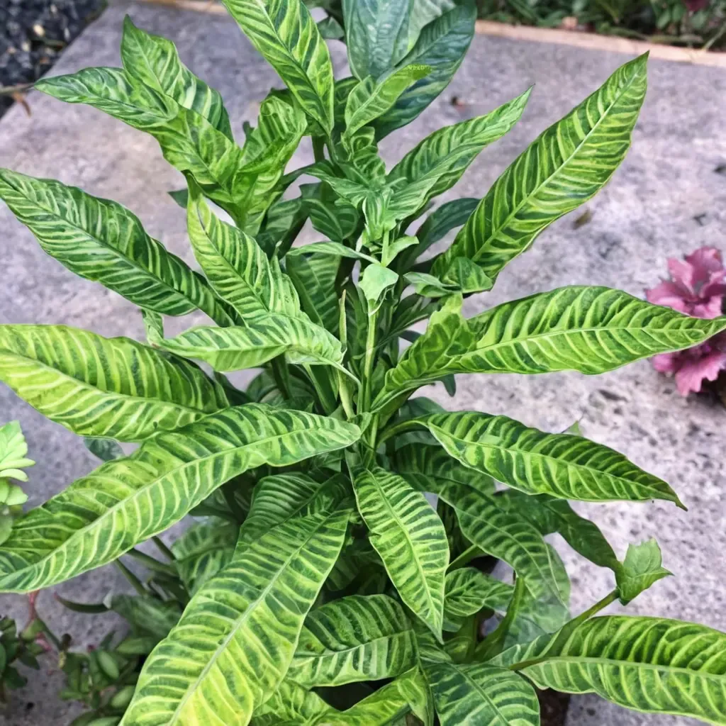Golden Zebra Fern