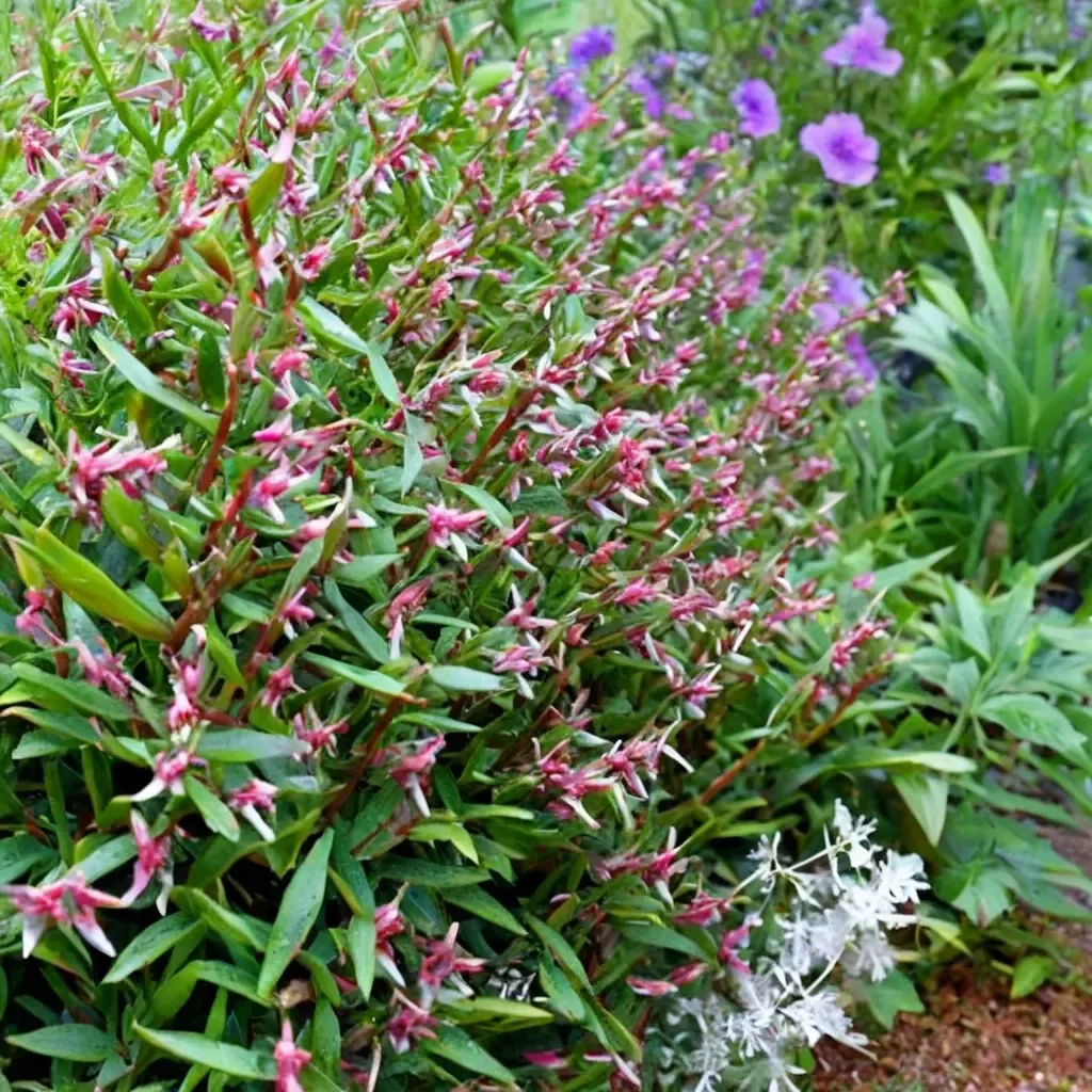 Starfire Pink Cuphea