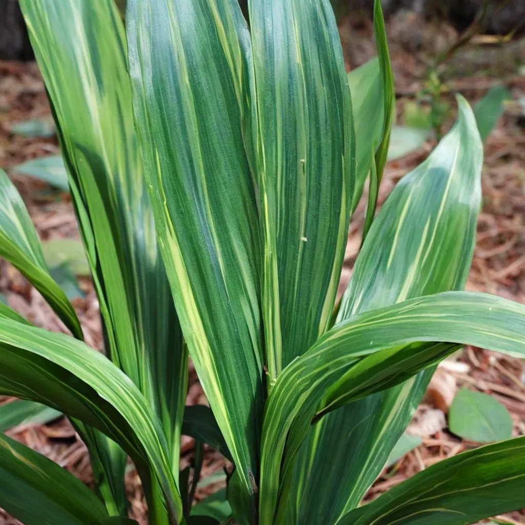 Stars and Stripes Cast Iron Plant