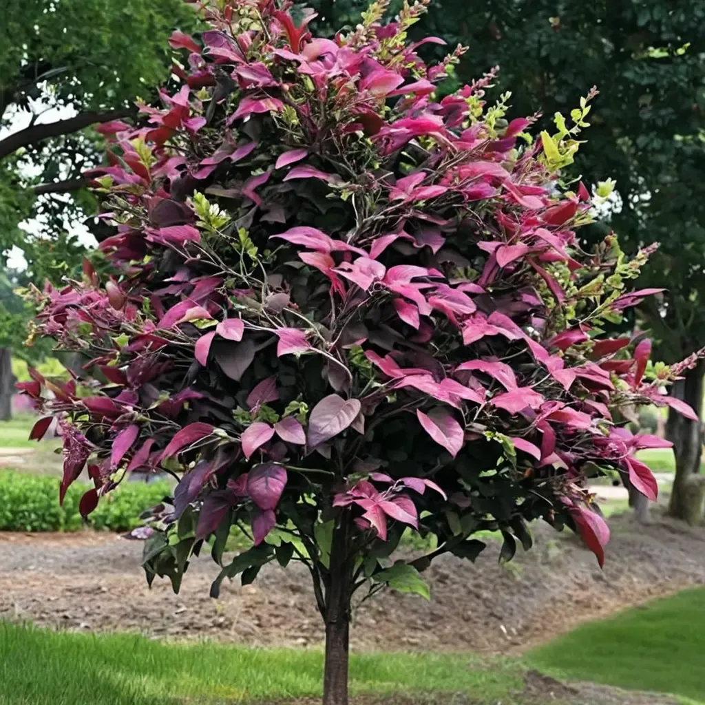 Amethyst Mist Weeping Redbud