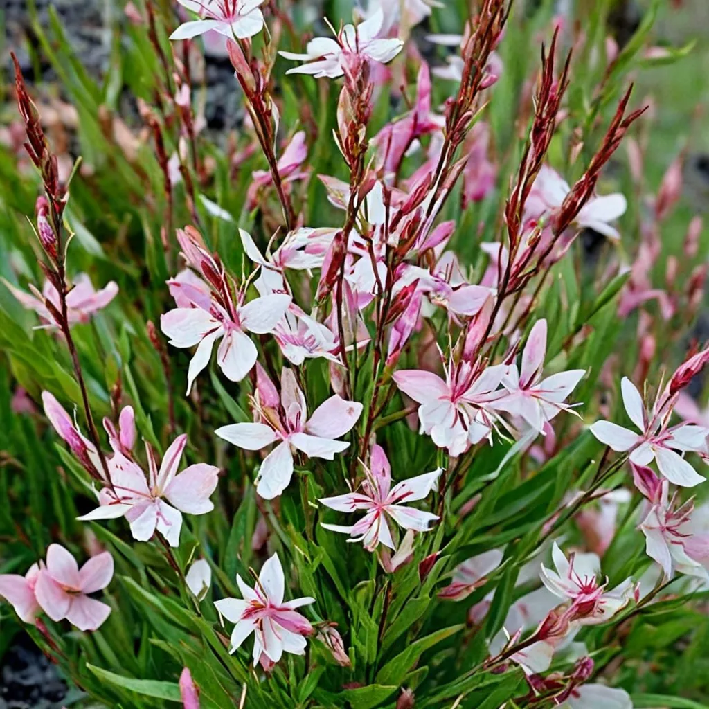 Blushing Butterflies Beeblossom