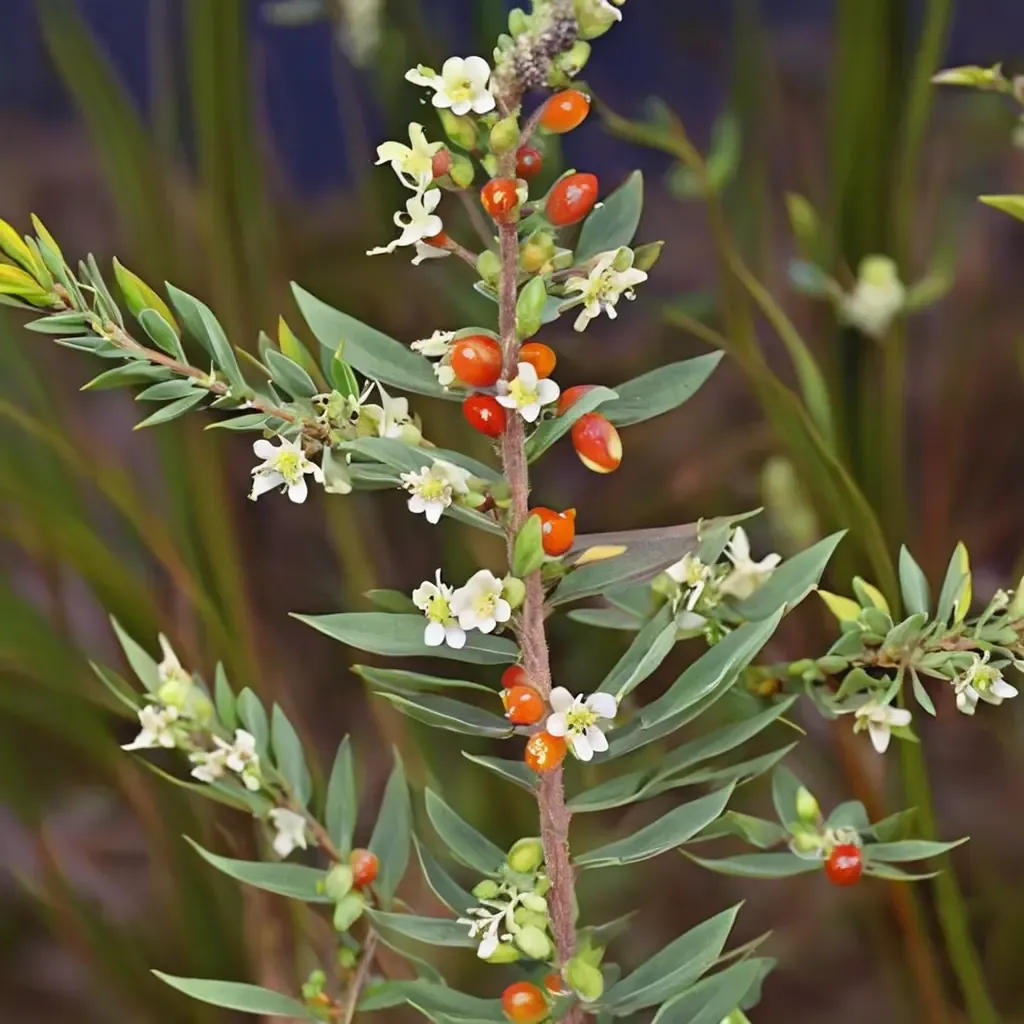 Sea Daphne