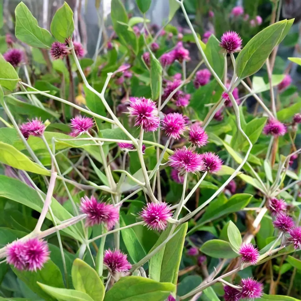 Prostrate Globe Amaranth