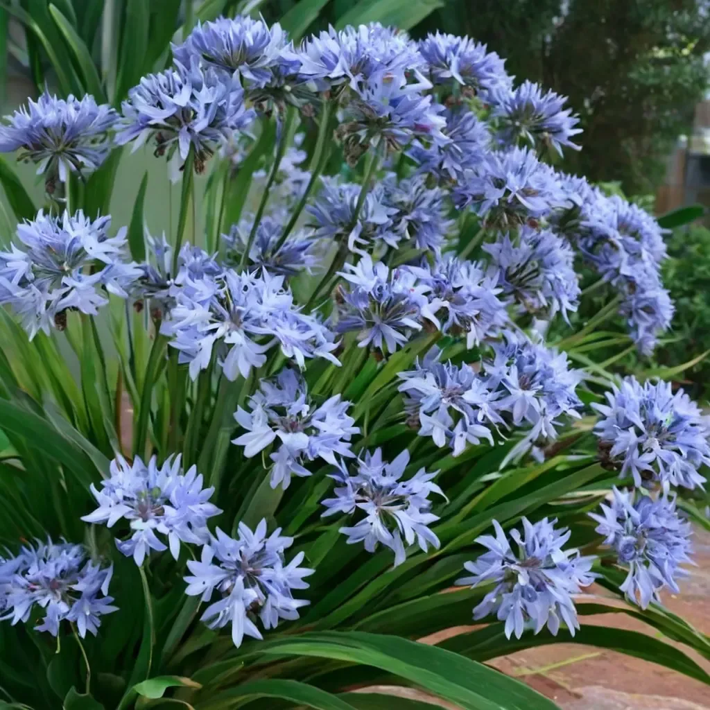 Lily of the Nile