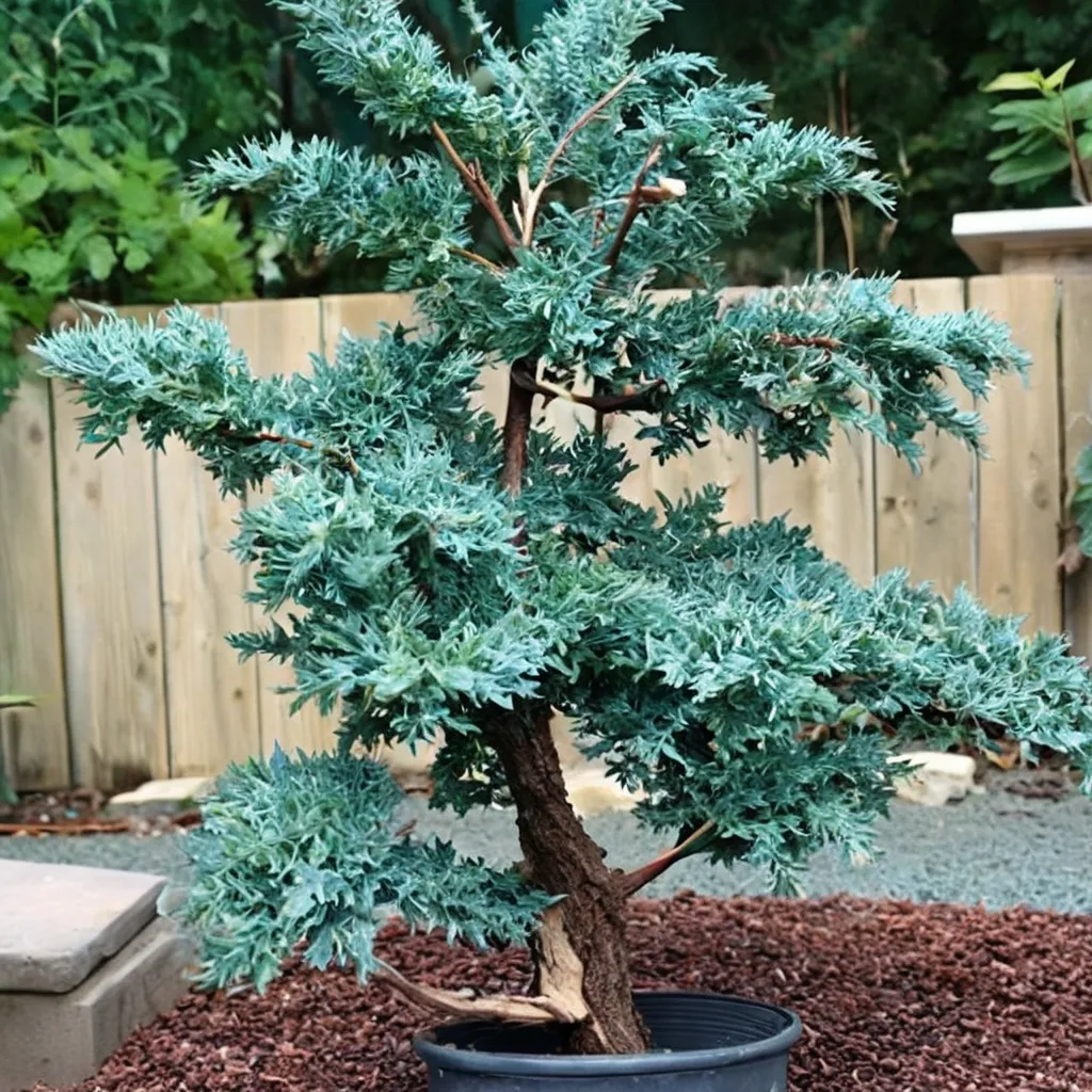 Blue Alps Juniper